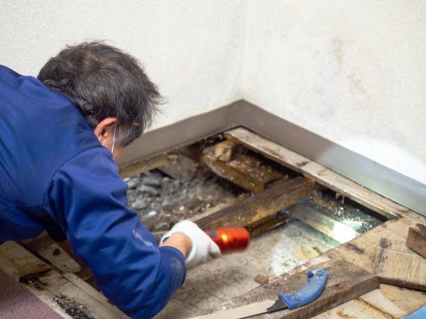 Best Bathroom Mold Remediation in Myrtletown, CA