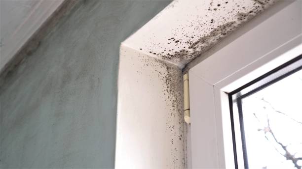 Best Preventive Mold Services in Myrtletown, CA
