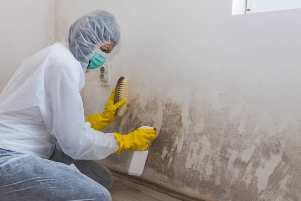Best Black Mold Remediation in Myrtletown, CA