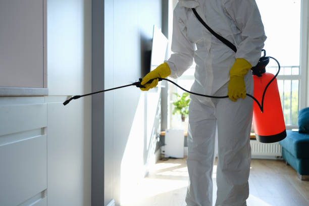 Best Black Mold Remediation in Myrtletown, CA