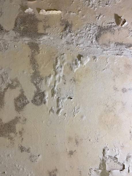 Best Post-Flood Mold Remediation in Myrtletown, CA