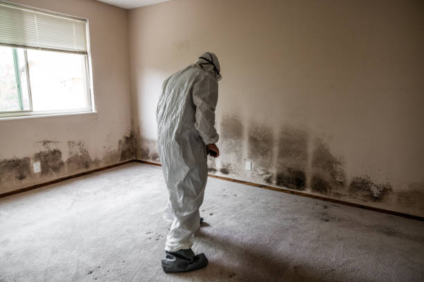 Best Crawl Space Mold Remediation in Myrtletown, CA