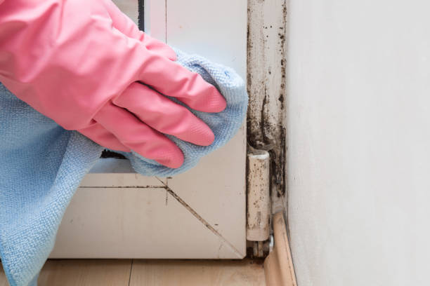Best Health and Safety Mold Remediation in Myrtletown, CA