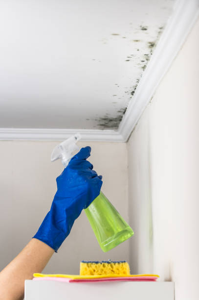 Best Emergency Mold Remediation in Myrtletown, CA